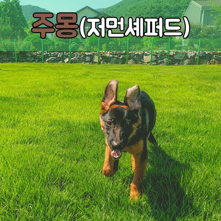  반드시 교육이 필요한 견종 "저먼셰퍼드" #경남창원애견훈련소 #경남창원강아지훈련