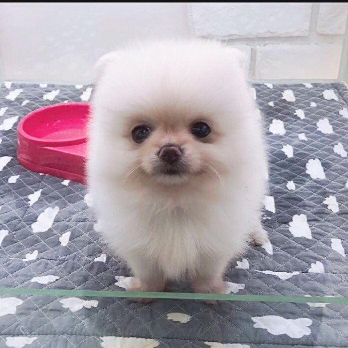  양천구 강아지분양 분양사기안당하는 방법!!!!!!