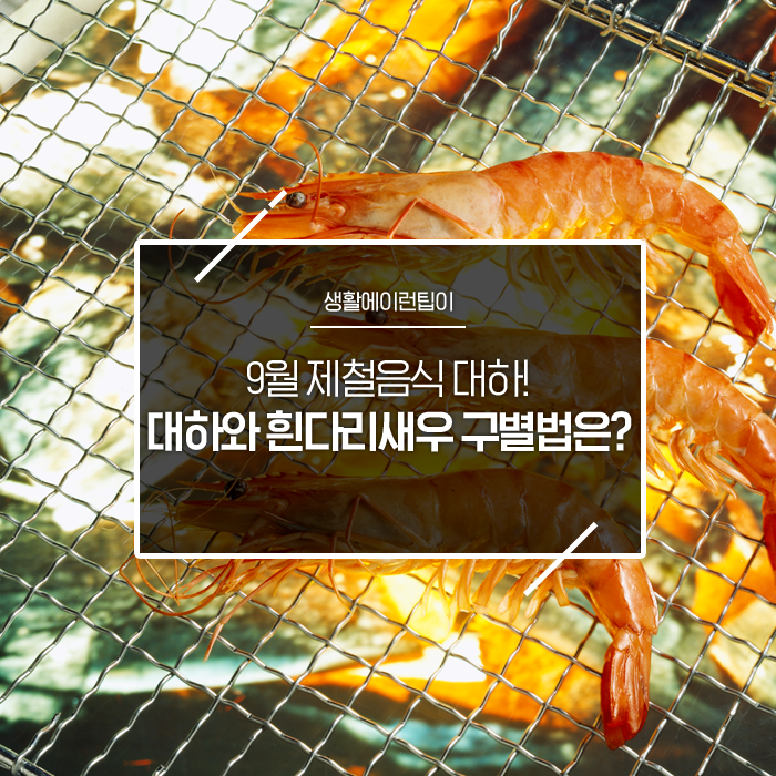  9월 제철 음식 대하! 대하와 흰다리새우, 뭐가 다를까?