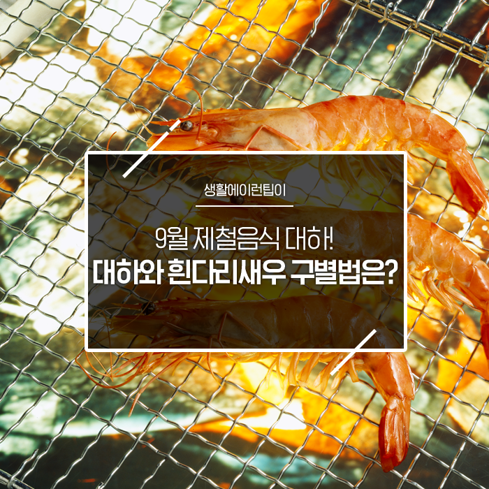 9월 제철 음식 대하! 대하와 흰다리새우, 뭐가 다를까?