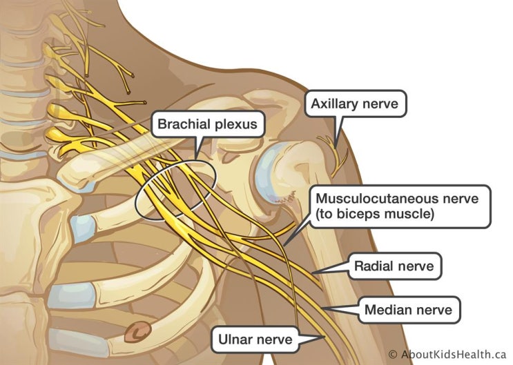 Radial nerve entrapment(요골신경 포착)