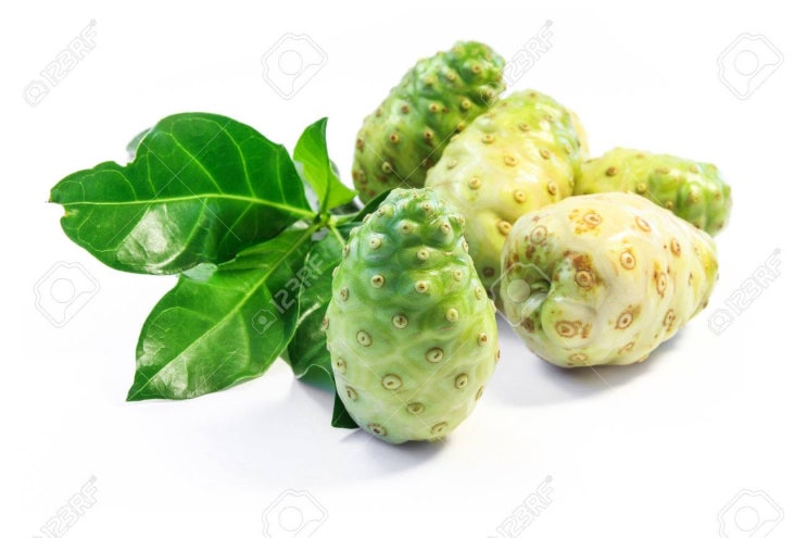  노니 파우더 내몸으로 노니효능