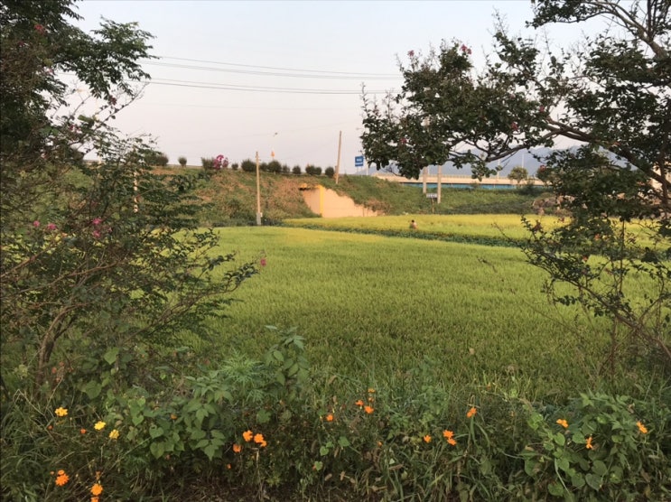  넘치는 한가위 고즈넉하고 나는 한참을 고요해요.