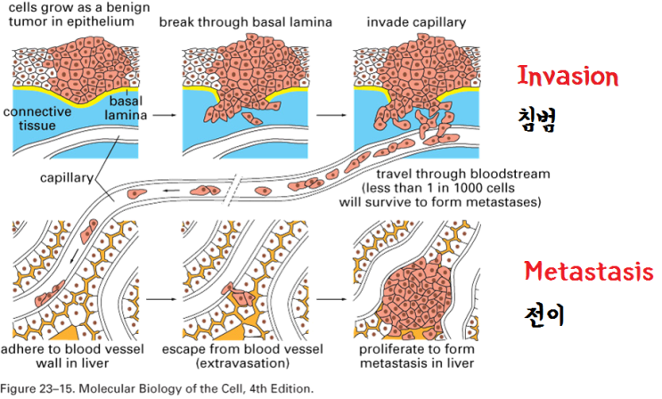  [챠밍의 암 이야기]①암(cancer), 종양(tumor), 전이(metastasis)란? 암의 원인은? 그리고 연구 발전