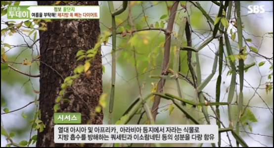  시서스 효능, 복용법 및 부작용, 다이어트 건강식품