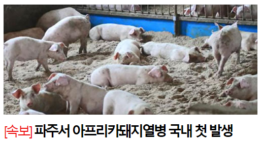 파주서 아프리카돼지열병 국내 첫 발생…돼지 5마리 폐사(아프리카돼지열병(ASF) 관련주) 파주서 아프리카돼지열병 국내 첫 발생…돼지 5마리 폐사(아프리카돼지열병(ASF) 관련주)