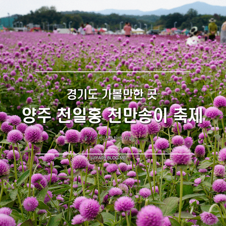  경기도 갈만한곳 양주 천일홍 천만송이 축제 