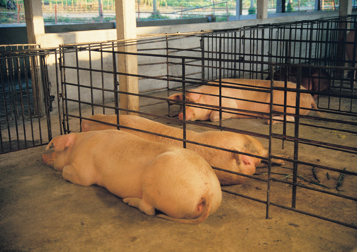  치사율 100% 전염병 '아프리카 돼지열병(ASF)' 국내에서 첫 발생..."냉장 삼겹살, 한우보다 비싸질수도"