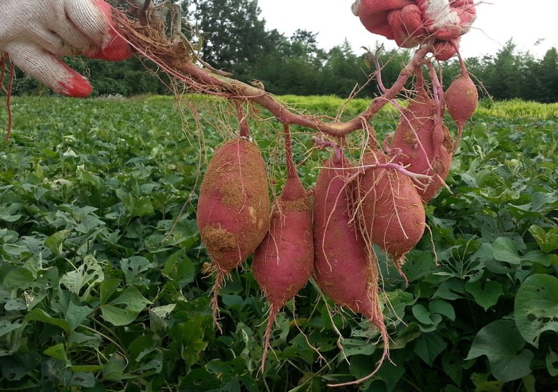 고구마 수확시기 및 보관방법 알아보자 '주말농장 고구마 캐기' : 네이버 블로그
