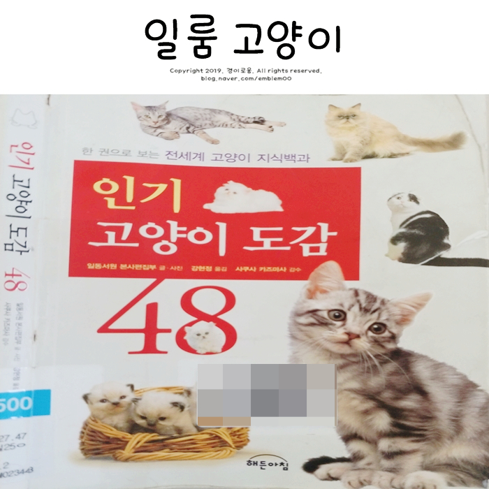 공유 일룸 의자 고양이 종 궁금해서 알아봤어요!