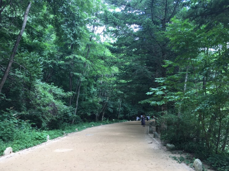  강원도 여행 - 오대산 월정사 전나무숲길 산책