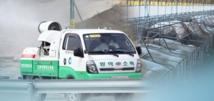  아프리카돼지열병 '돼지흑사병' 국내 첫 발생! 감염 경로, 어떤병일까?