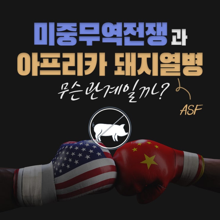 【전염병】 파주의 아프리카 돼지 열병과 미중무역전쟁