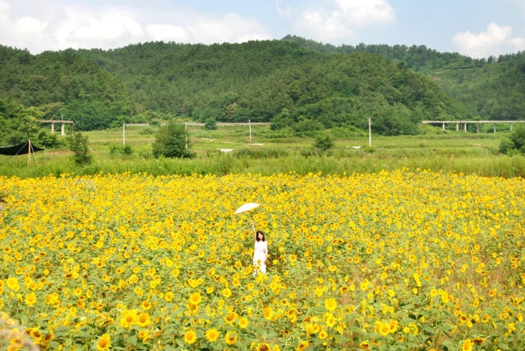  구미 해바라기 축제 산동 송백자연생태학습원 꽃길만 걸어요