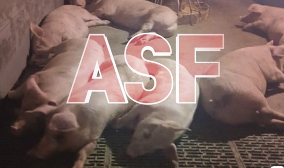 파주에서 국내 첫 아프리카 돼지열병 발생