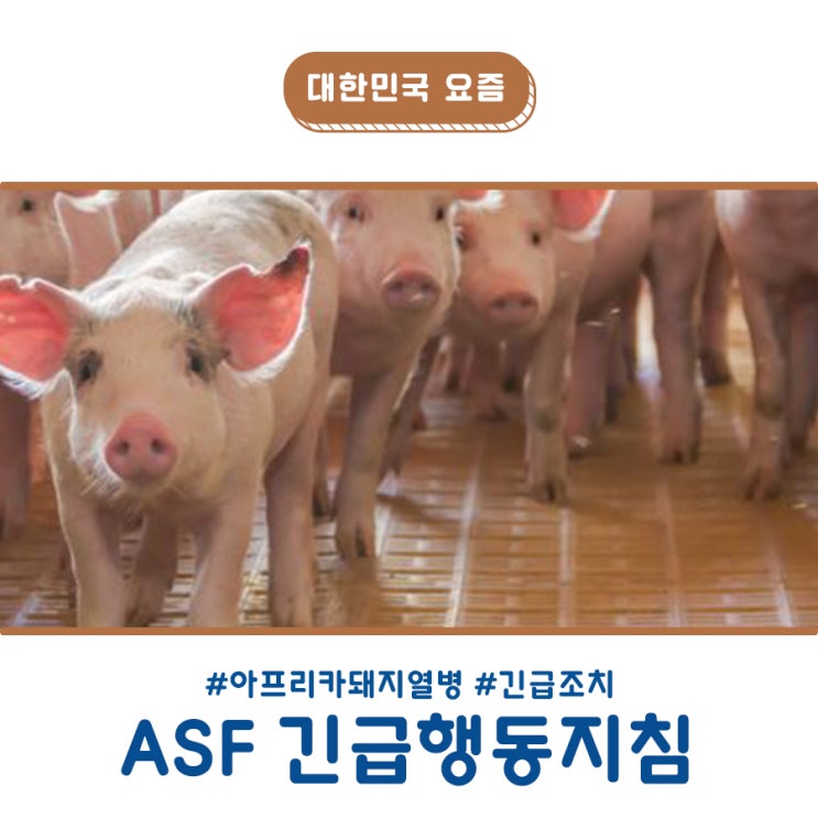  한방정리! 치사율 100% 돼지의 병, 아프리카돼지열병