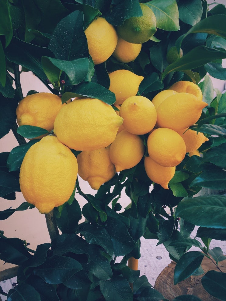 주식공부- 레몬시장