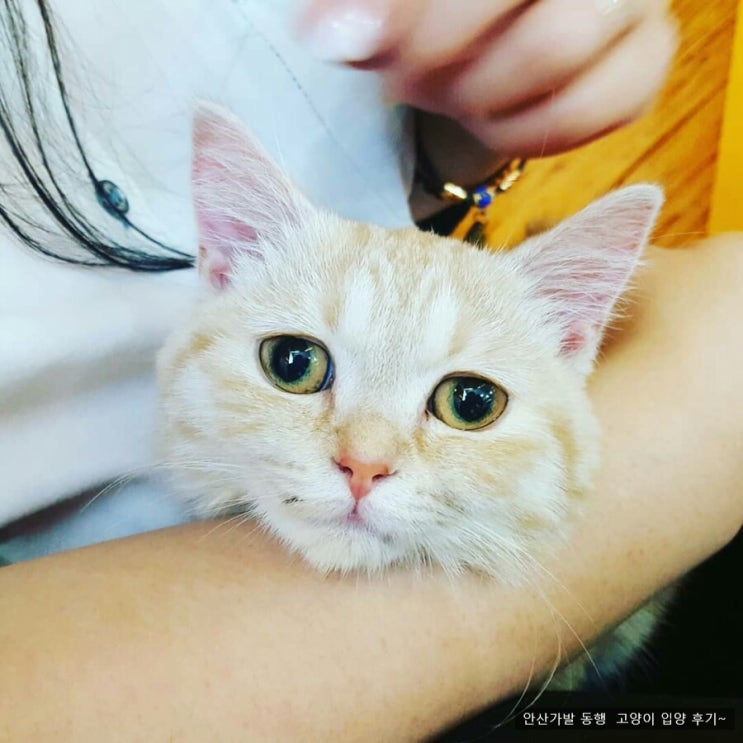 먼치킨 고양이 나초 입양후기(범백완치)도레미캣 감사