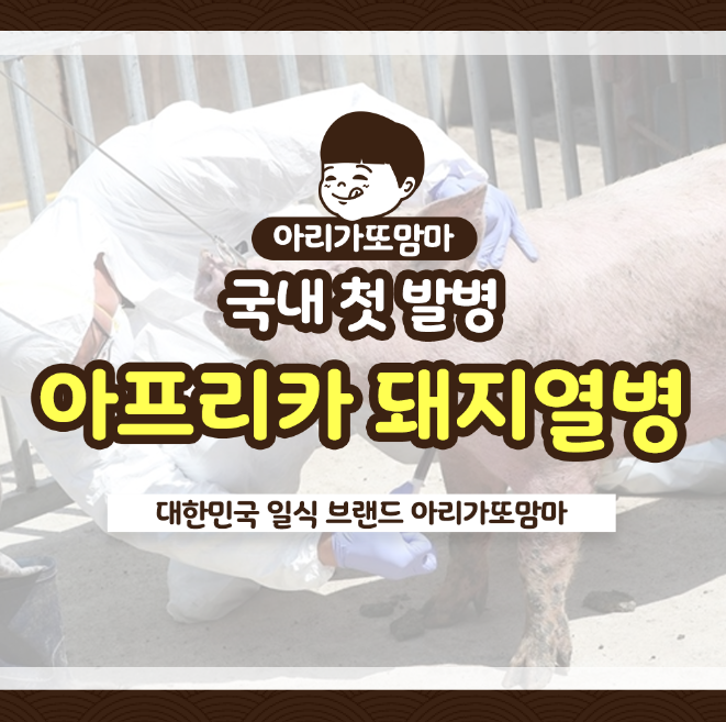 국내에서도 아프리카 돼지열병(ASF) 발병/ 원인과 그로인한 여파