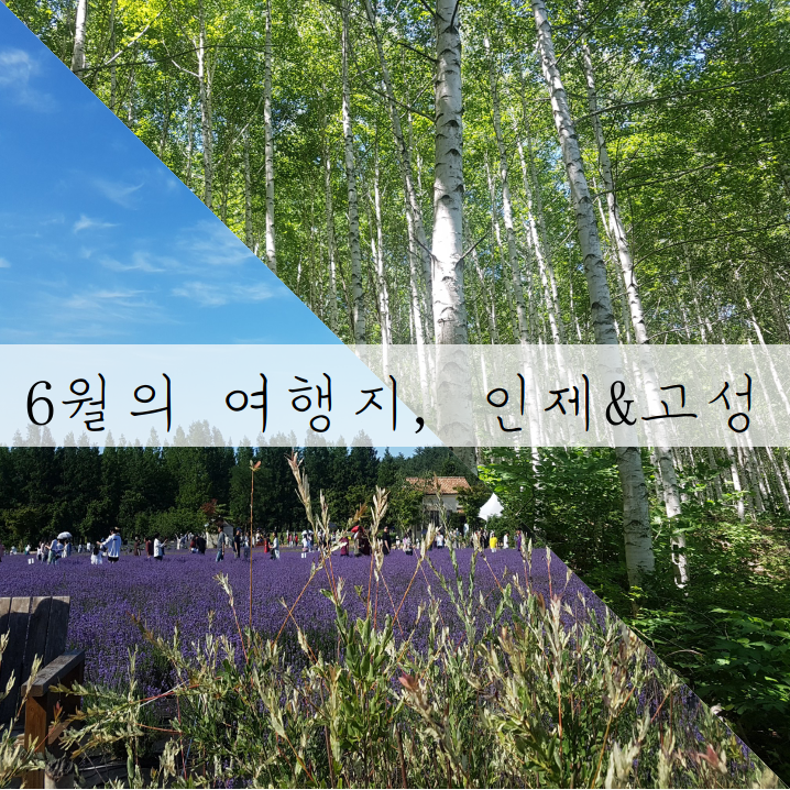  6월여행지-인제_자작나무숲&고성_라벤더축제