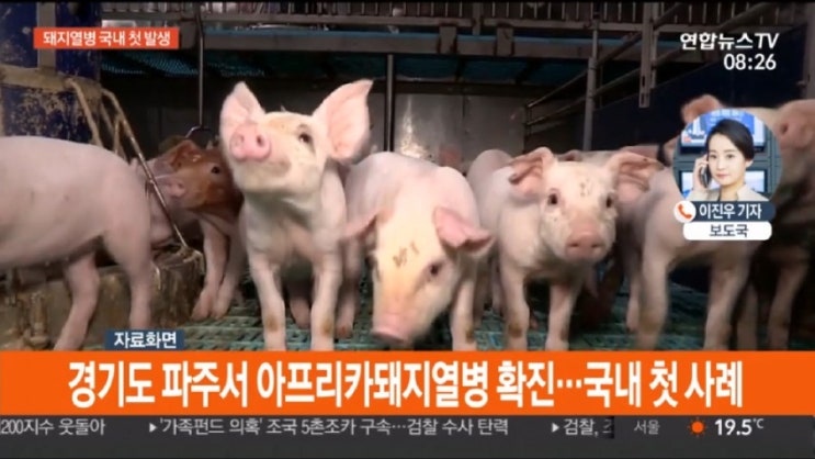  아프리카 돼지열병 ASF 파주 발병 살처분 ! 돼지 흑사병 백신 치료약 없어 사람에겐 전염 안돼