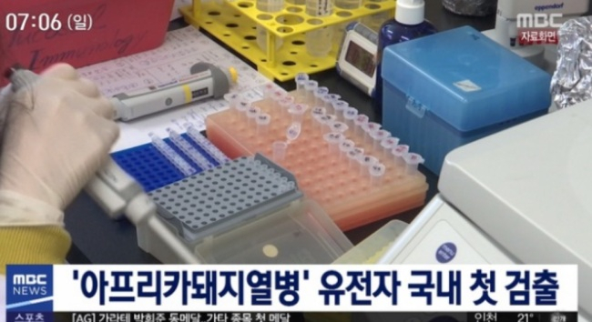  아프리카돼지열병 국내 첫 발생 '폐사율 1위'...관련주 급등/이슈인팩트