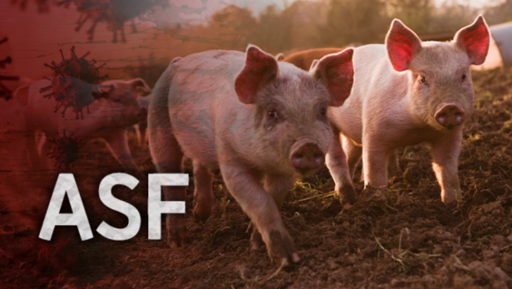 경기도 파주, 아프리카 돼지 열병 확진. 관련주 상한가
