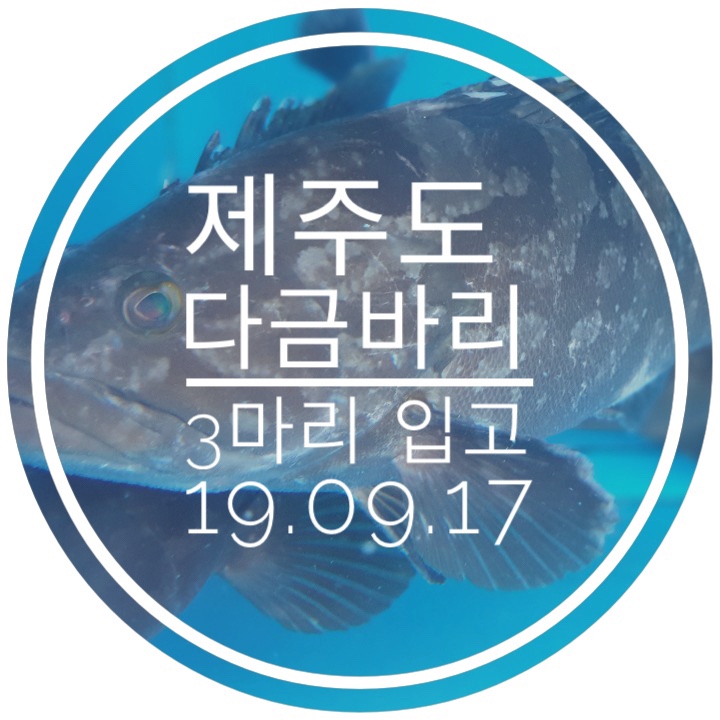  제주다금바리횟집 구문쟁이랑 비교말아주세요