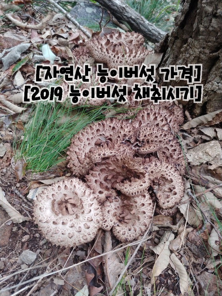 ♥자연산 능이버섯 가격♥] 2019 능이버섯 채취시기& 채취후기 2019 능이버섯산행 : 네이버 블로그