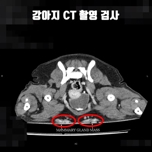 17살 나이가 많은 강아지의 유선종양 수술. CT 촬영 검진