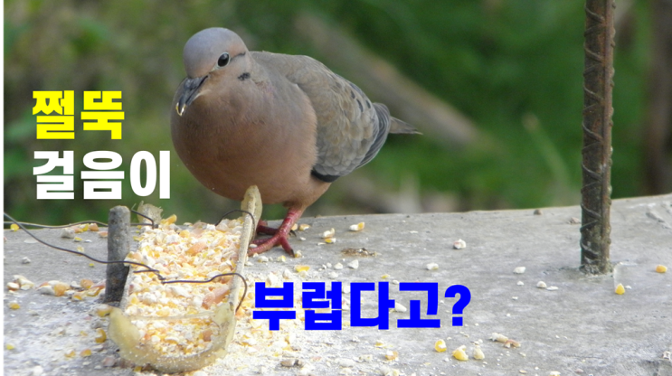  쩔뚝 걸음이 부러운 척추도 부러진 골절 환자