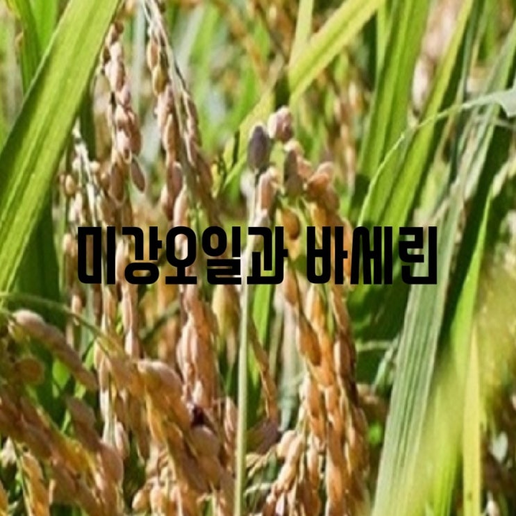  (창원천연화장품)미강유/미강유크림/엄지의** 미강유크림만들기/창원핸디공방