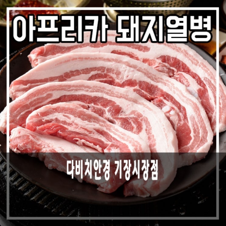  아프리카 돼지열병 발생! 돼지고기 안전할까?