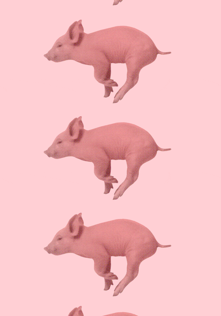  마약 돼지 홍보대사