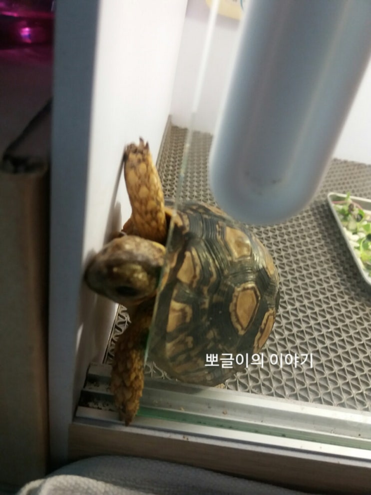  레오파드육지거북이. 어니의 탈출