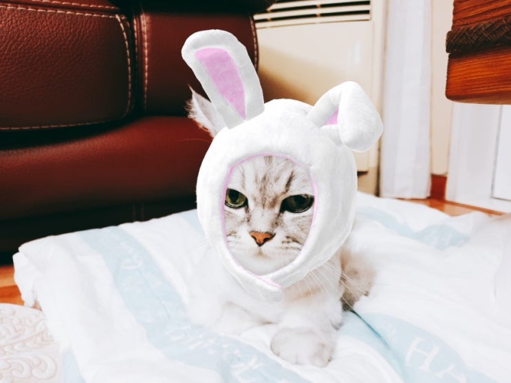  동백꽃필무렵 돌아온 공블리 우리집엔 탄블리