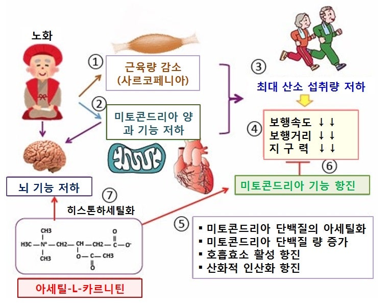 아세틸-L-카르니틴은 회춘약인가? : 네이버 블로그