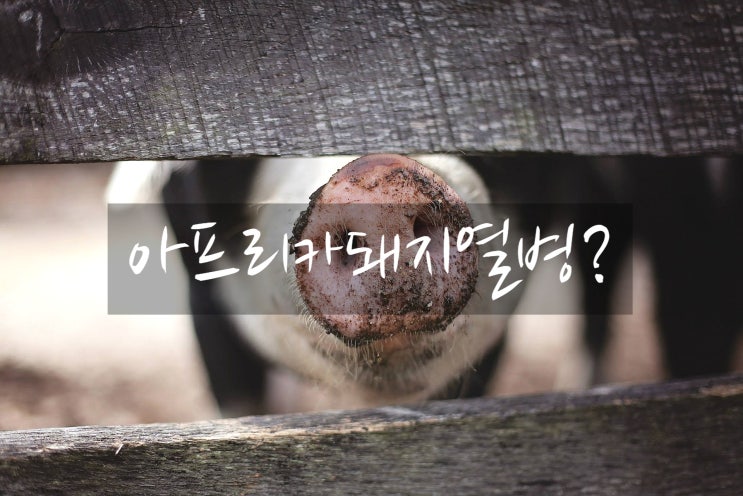  아프리카 돼지열병 발생 치사율이 높은 무서운 바이러스