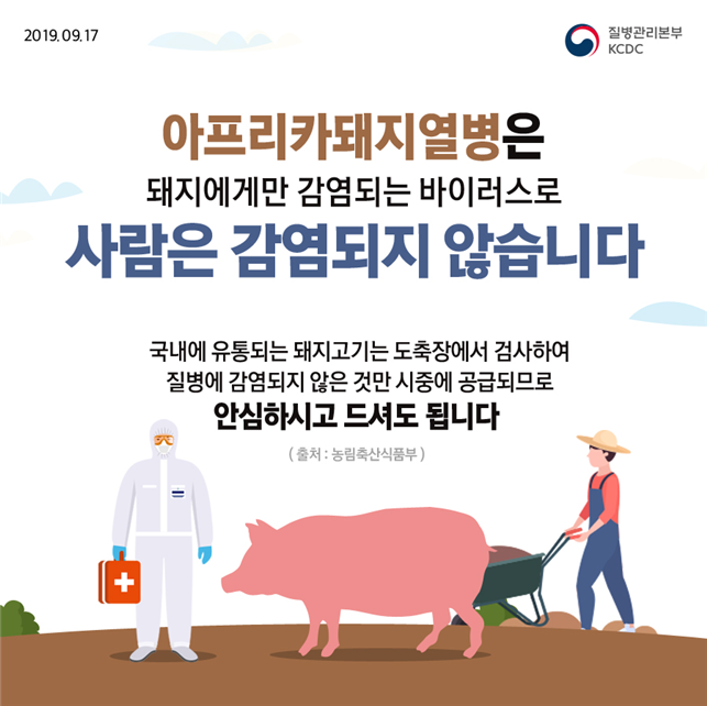  [서울디지털신문] 아프리카돼지열병은 사람에게 감염되지 않습니다.