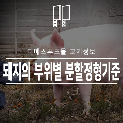 [디에스푸드몰 고기정보]돼지의 부위별 분할정형기준