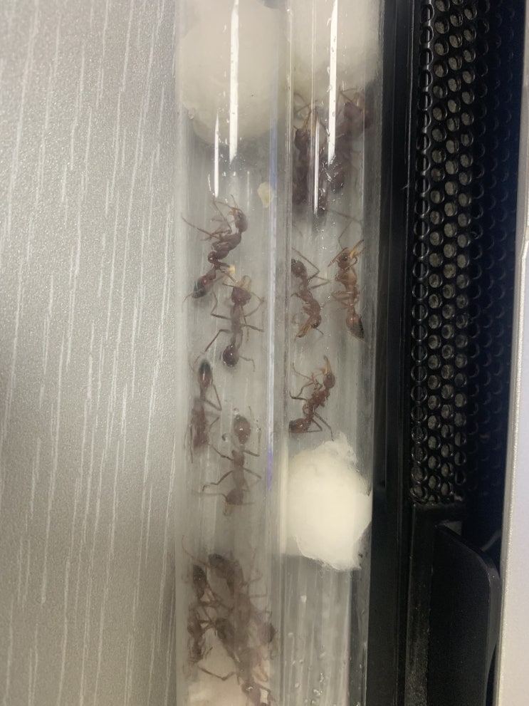  초대형 호주 불독개미 워커 Myrmecia gulosa worker