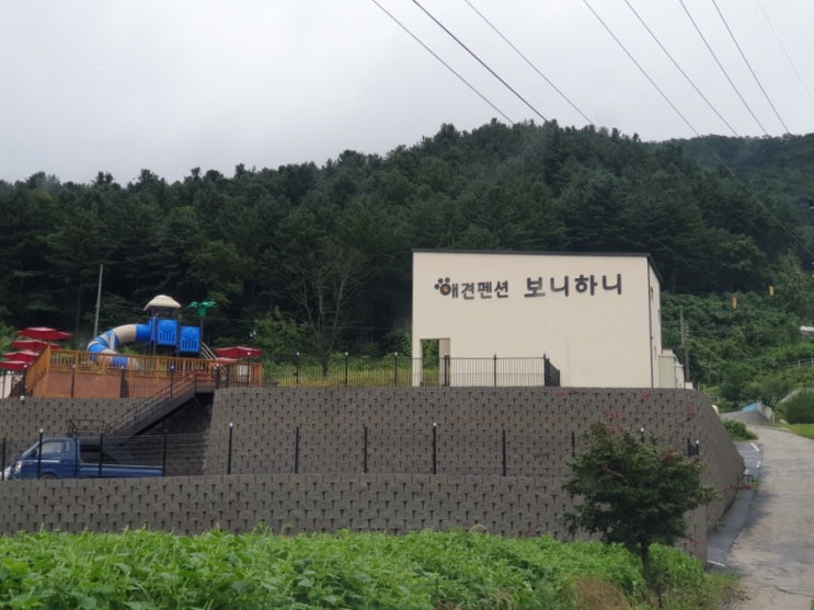  [가평신축애견펜션]보니하니 펜션가는 비숑