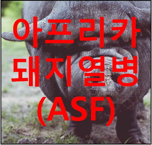 아프리카돼지열병(ASF)이란?