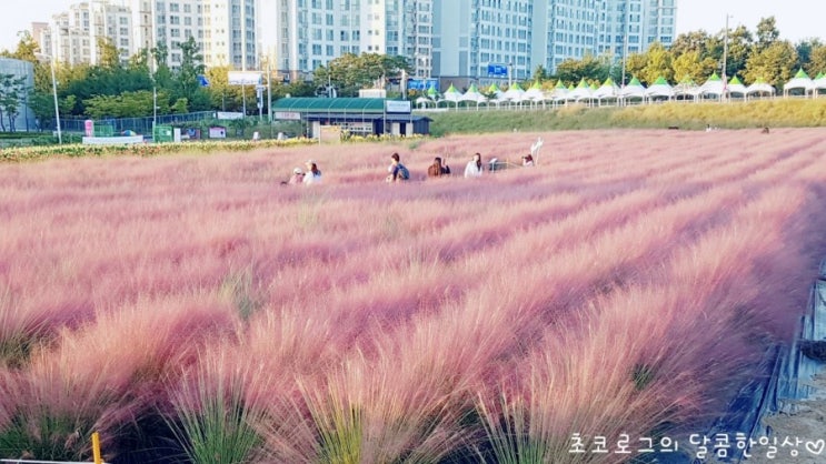  [천일홍축제]핑크뮬리가 너무 예쁜 "양주나리공원"