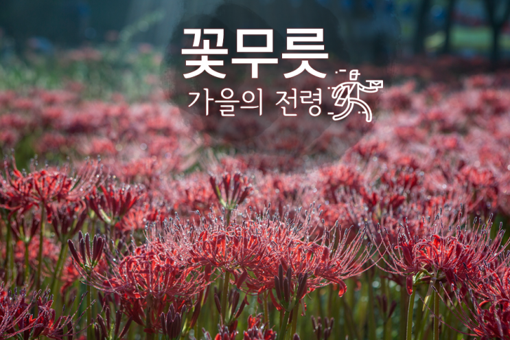  [가을꽃] 가을의 전령 꽃무릇, 촬영 명소. 밀재, 선운사, 불갑사, 용천사, 길상사, 꽃무릇 찍는 법, 꽃무릇 촬영 팁