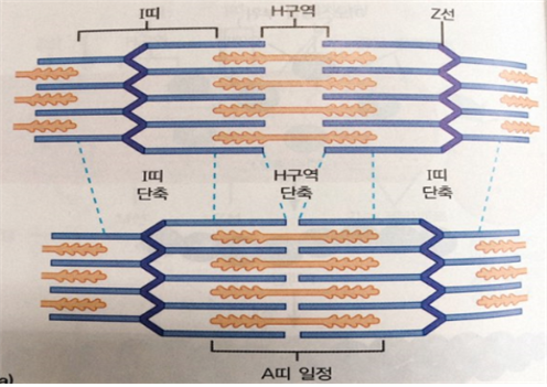  Chapter 07. 시냅스 전달과 신경통합