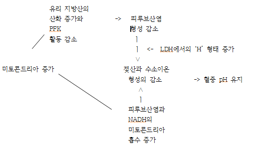  Chapter 10. 트레이닝의 생리학 : 최대산소섭취량, 경기력, 항상성, 근력의 효과
