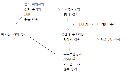 Chapter 10. 트레이닝의 생리학 : 최대산소섭취량, 경기력, 항상성, 근력의 효과