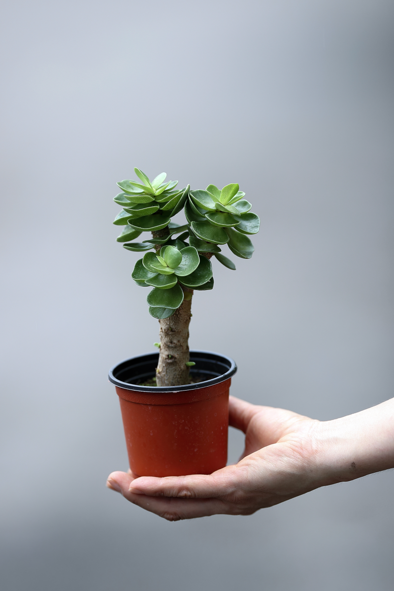 헤데라 화이트리플, 거트루드 스타우스, 오레우스, 엔조이스킨, 틸라드시아 준세아, 필리폴리아, 페페로미아 실버리플 그린, 스피어민트,  금류철화, 알바선인장, 로드킬선인장 外 : 네이버 블로그