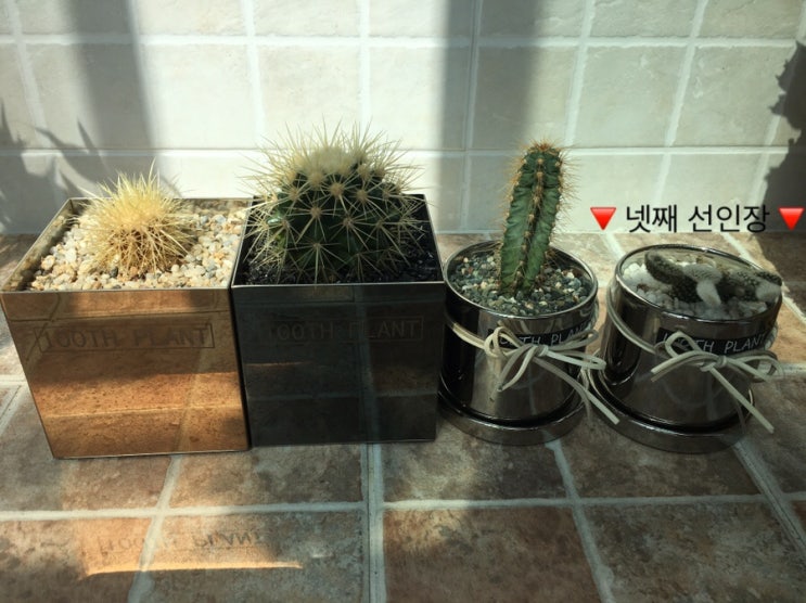  선인장 키우기/선인장 분갈이/선인장 물주기/선인장 마를 때 조언/선인장 도움